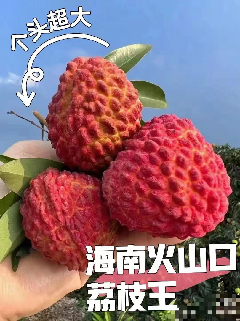 海南火山荔枝王新鲜现摘现发当季水果6斤