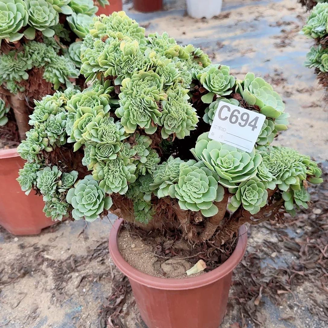 694绿缀朵朵一颗呀呀