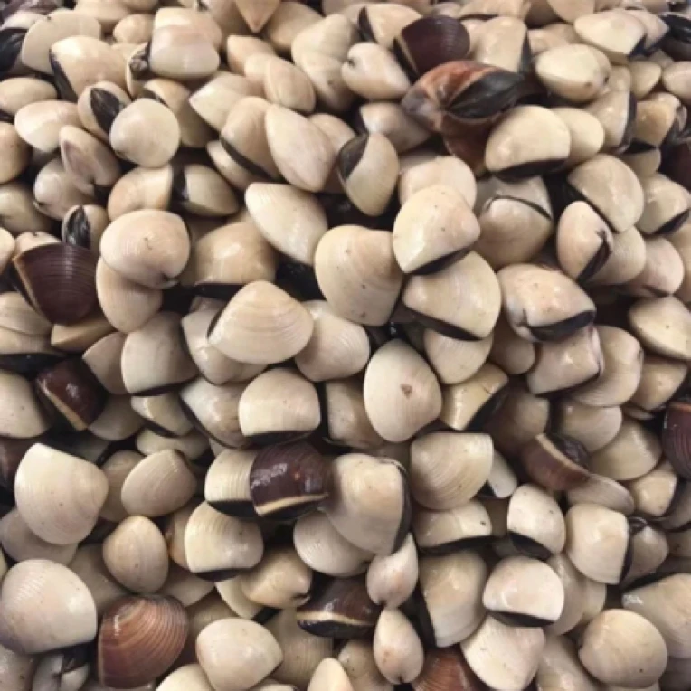 白贝【鲜活发货】鲜甜美味