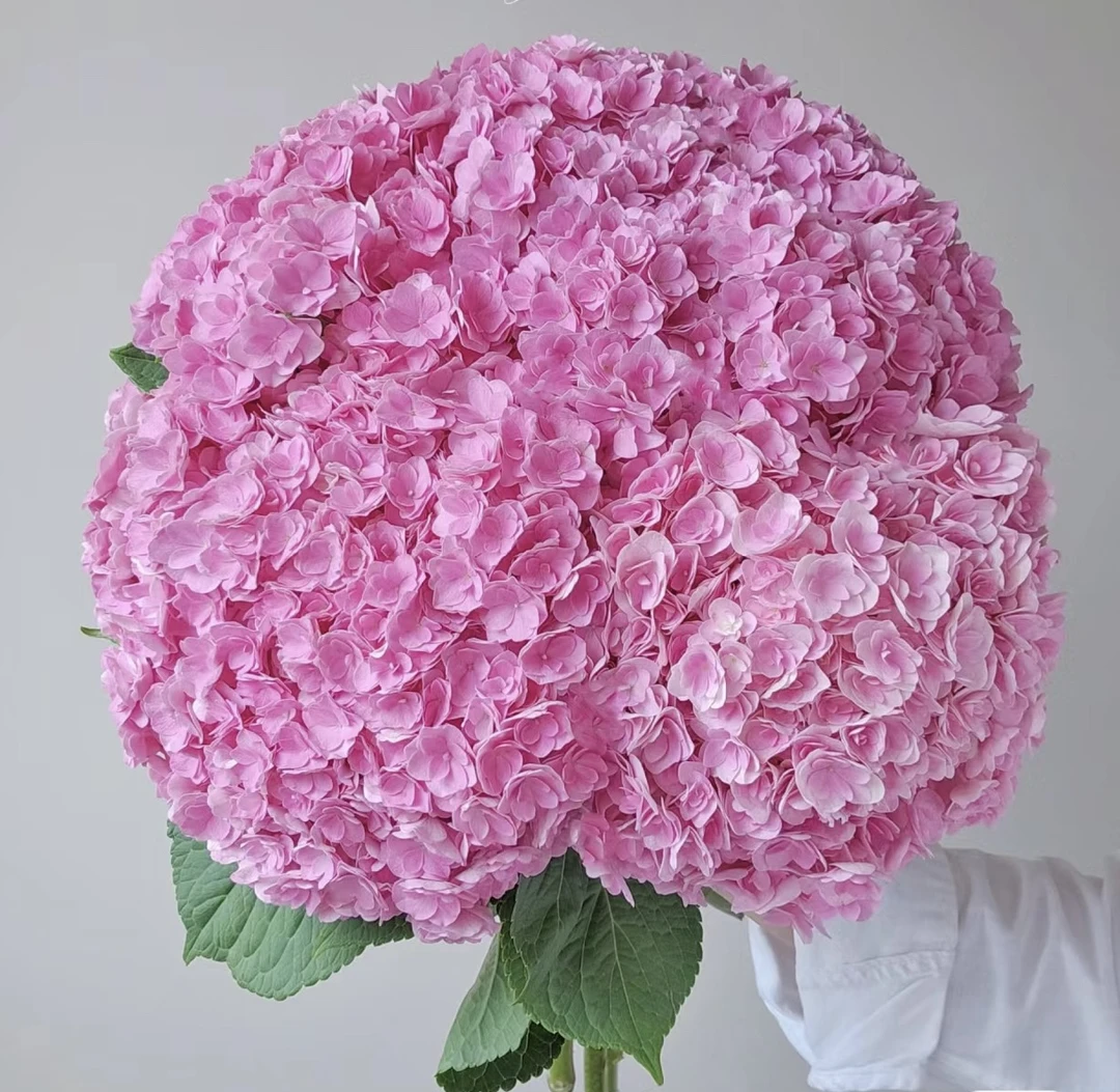 太阳神殿 大花绣球 盆栽养护庭院阳台好养护云南昆明基地直发