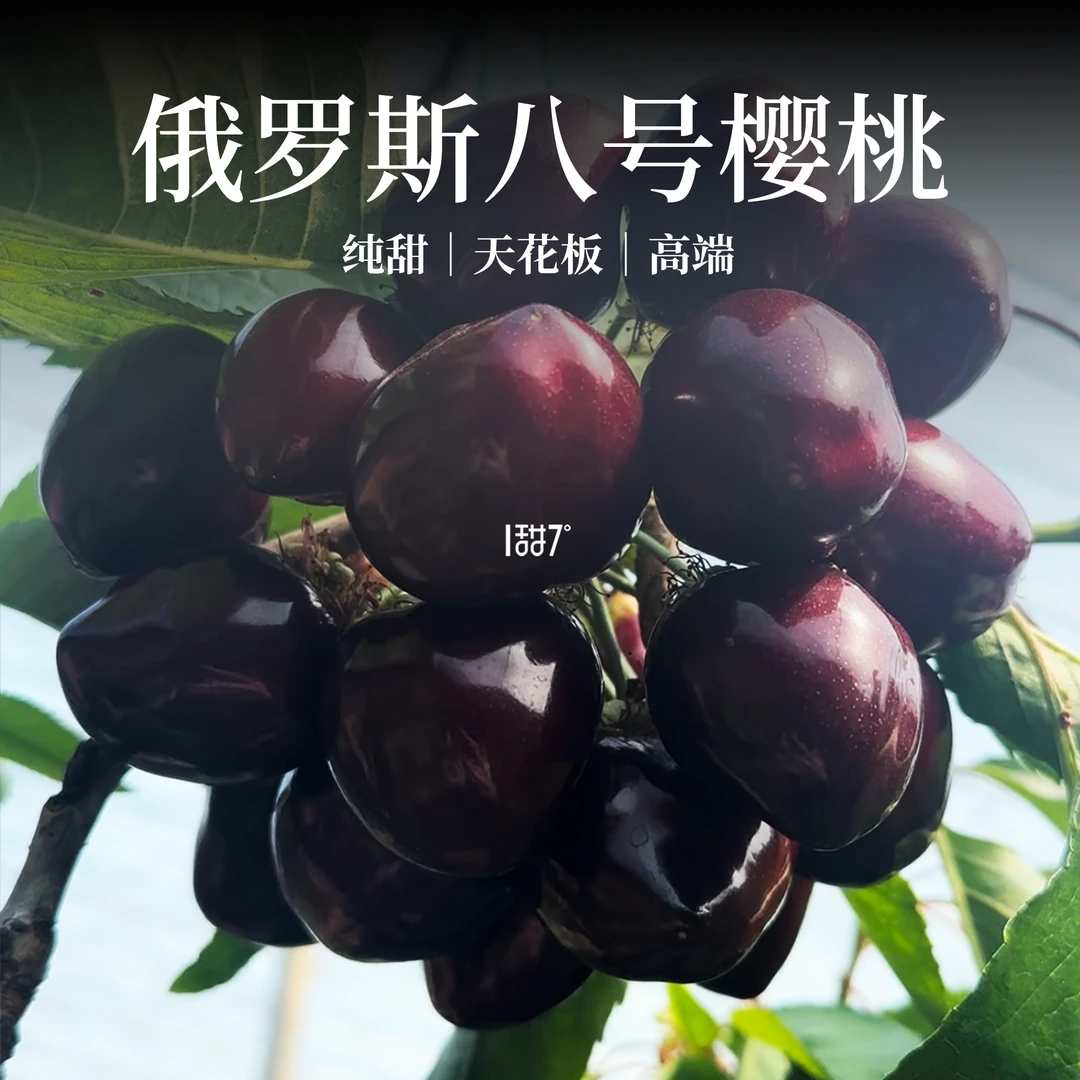 「稀有」俄八大樱桃新鲜采摘顺丰空运包邮