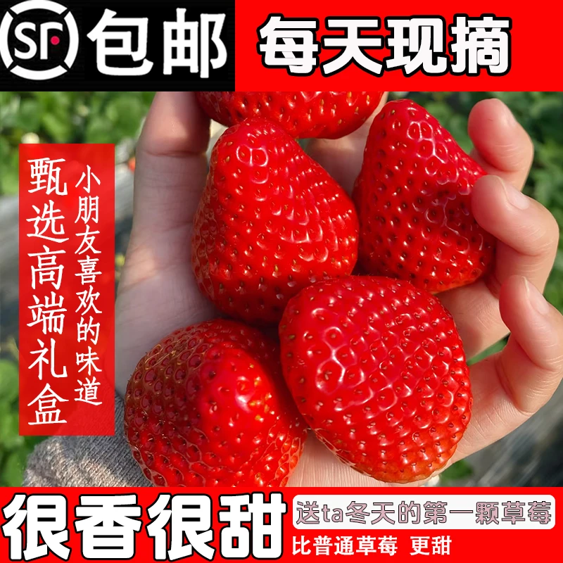当季现摘新鲜山东香野隋珠红颜甜宝奶油草莓孕妇草莓香甜多汁
