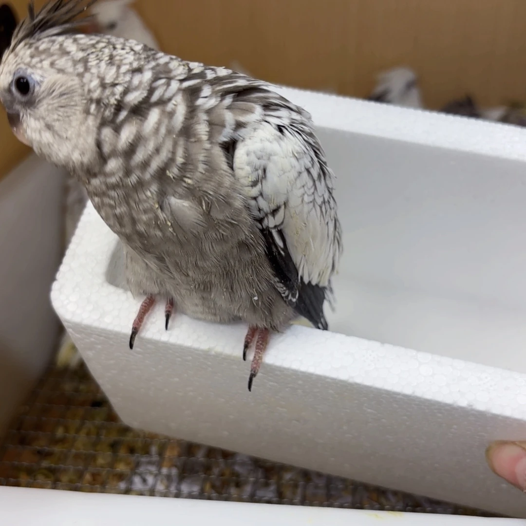 小***年虎皮鹦鹉白脸派特