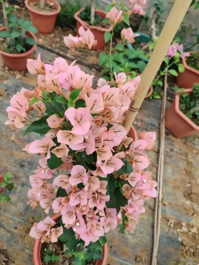 绿叶马斯盆栽三角梅四季开花（运输途中掉花掉叶正常介意慎拍）
