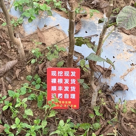 快***长吊坠文玩核桃粗筋