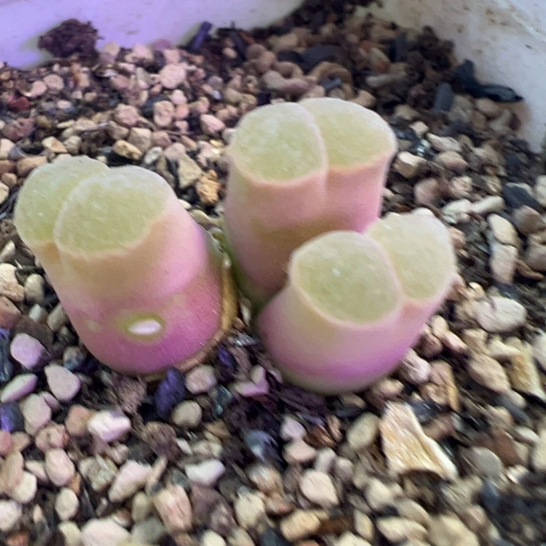 开播福利 透粉透粉的