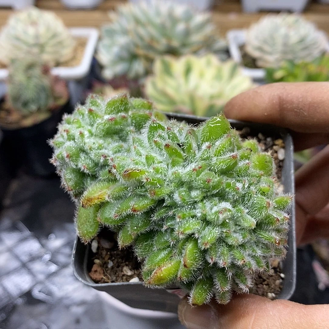 12148 锦司晃缀化