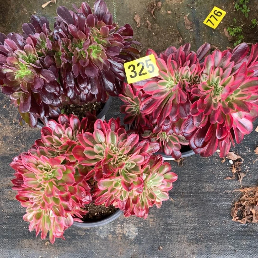 心**成三颗缀化多肉植物325