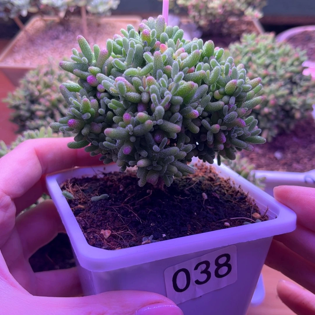 038蜜桔可爱多肉植物