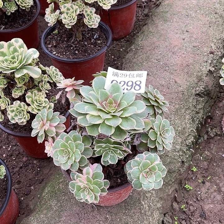 298黑魔锦多肉植物