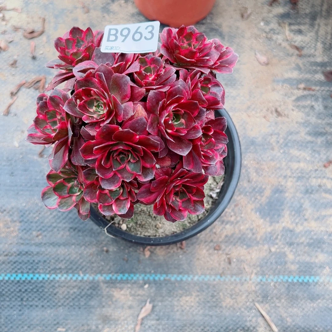 963纳福多肉植物法师多肉