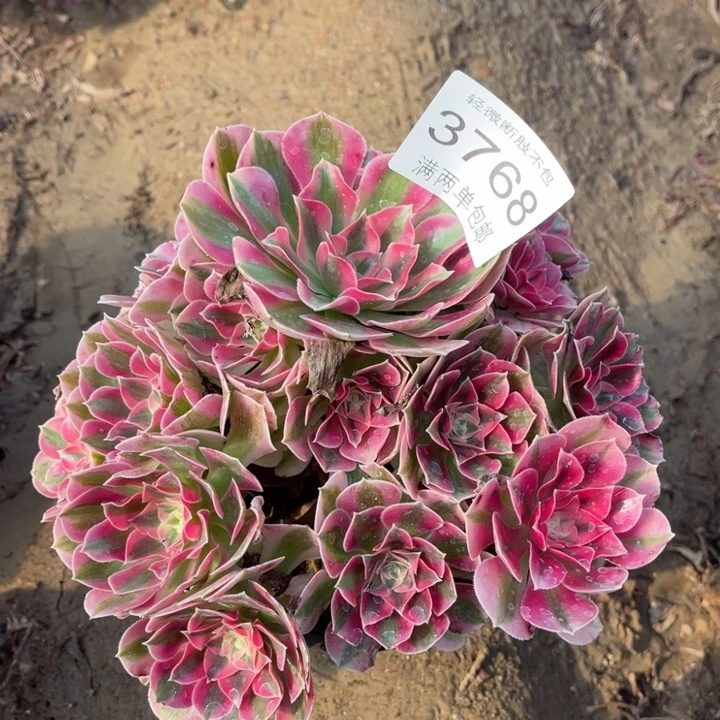 3768女巫的的的的人