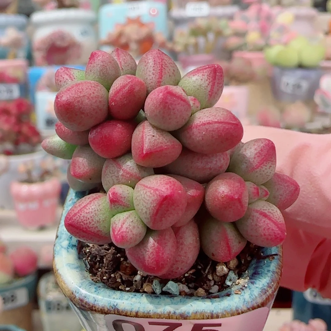 可爱小紫球 带盆土