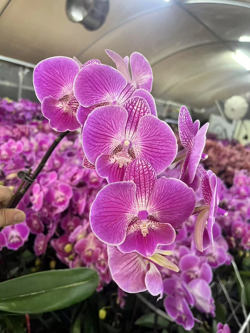 蝴蝶兰【鱼跃龙门】 大舌头 带花发货 广州直发