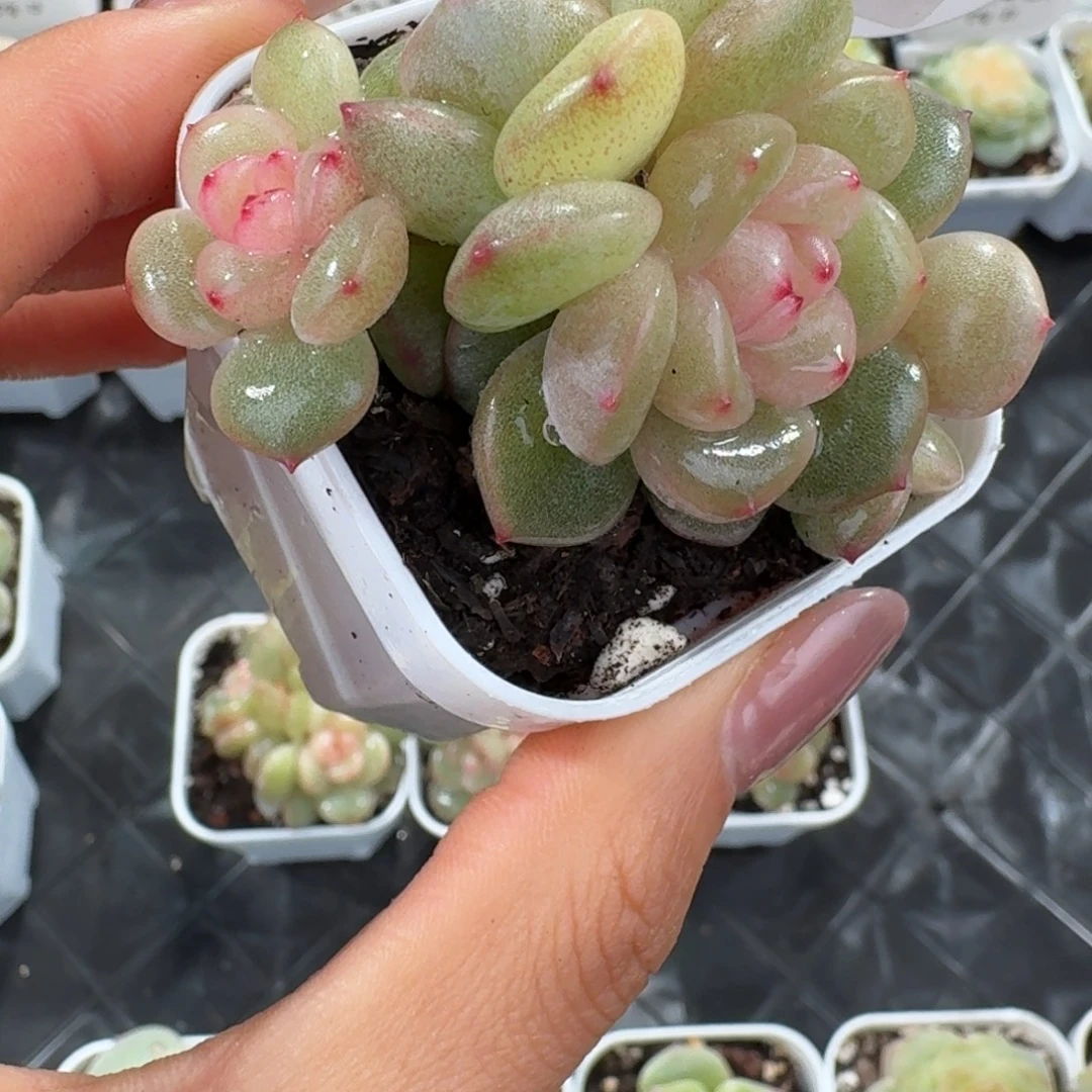 1214-26-小酒窝四头一颗多肉