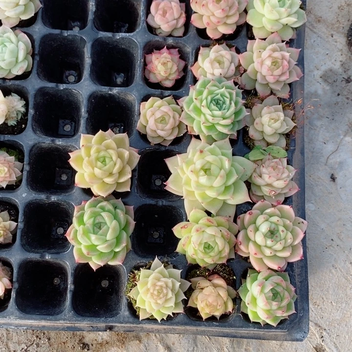 v***啾2-587多肉多肉多肉多肉多肉多肉