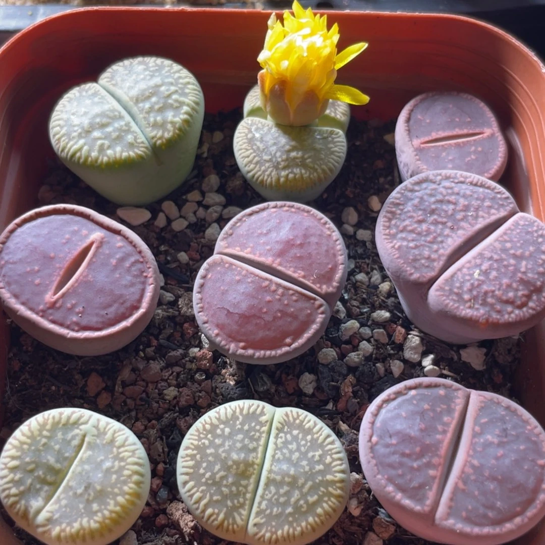 大盆特价一物一拍～7