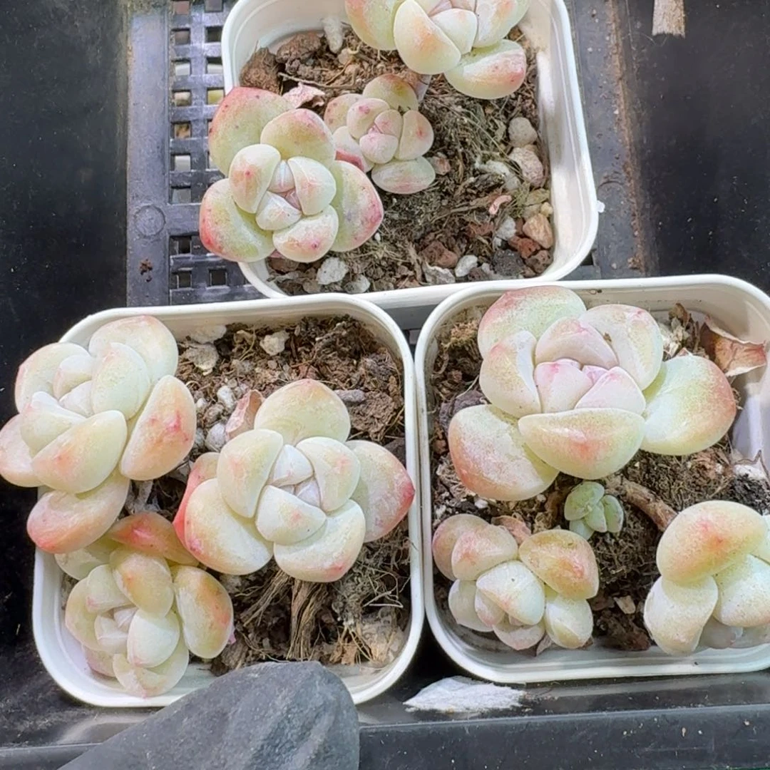 84号1框江北多肉