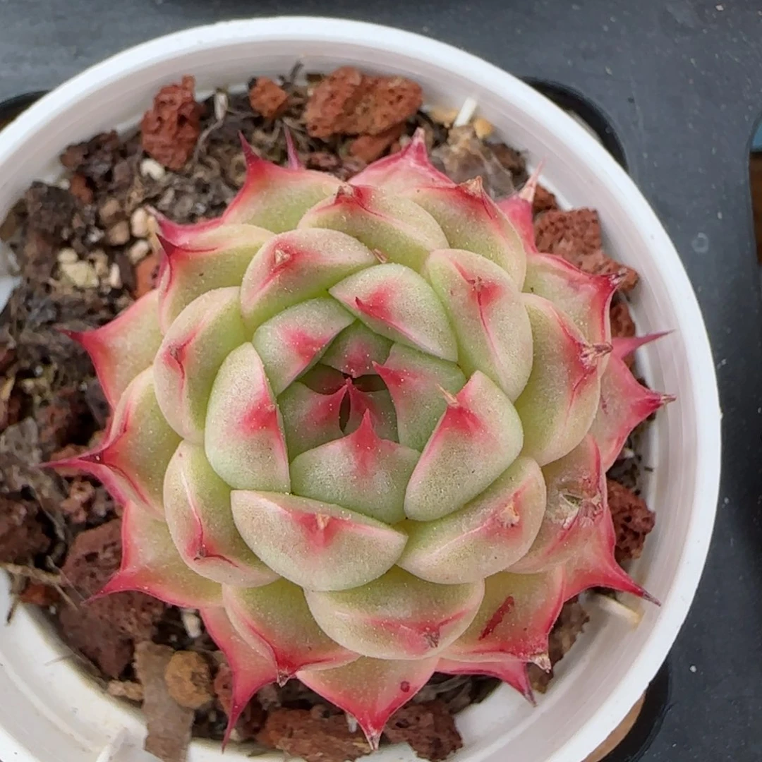 花语逸境0222-140