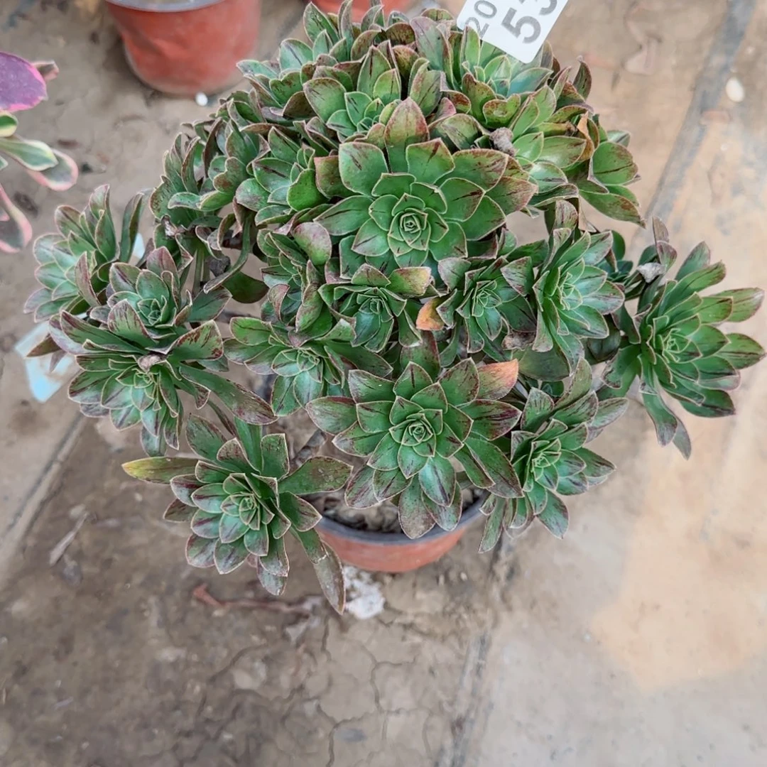 圣诞节537满20包邮断枝不包