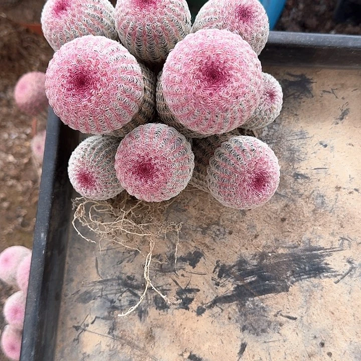 小*哈哈哈哈哈哈哈哈