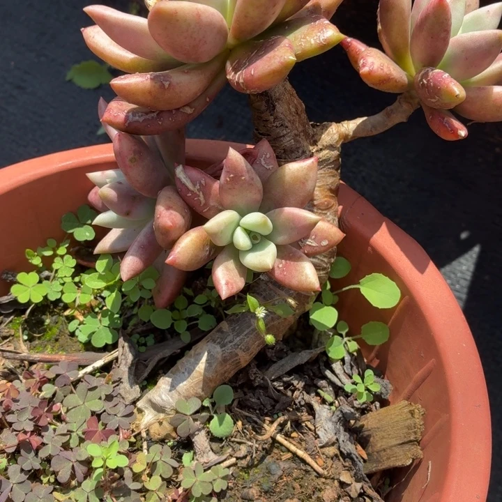 一***好桃花源。。。。。。。。。。。。。。。。。