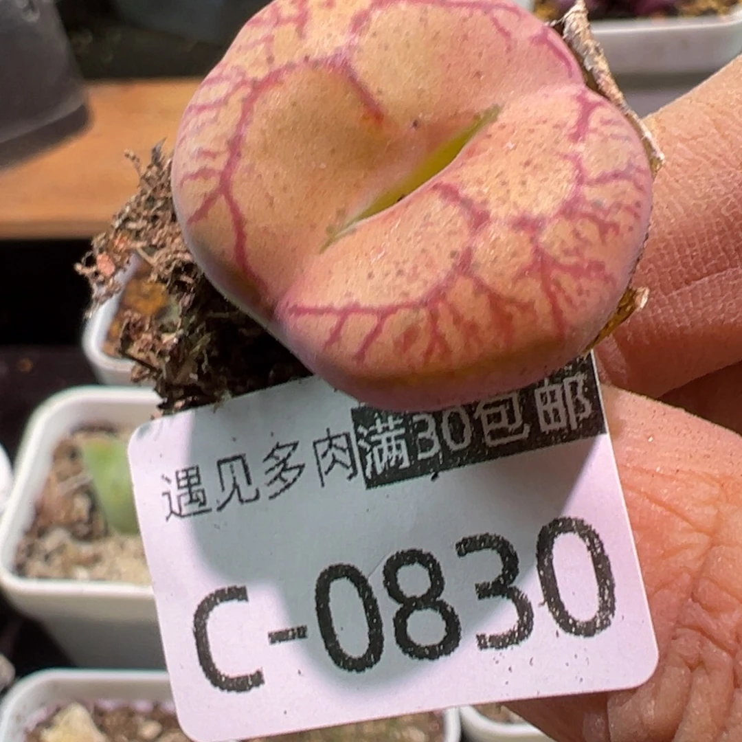 多肉植物11111111111111