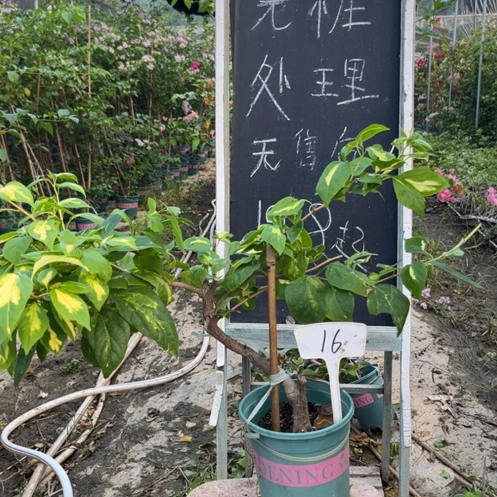无花朵三角梅三角梅16