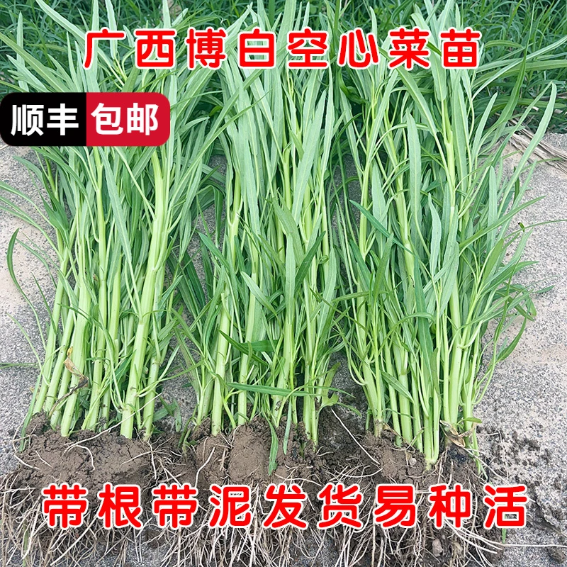 广西博白空心菜苗带根通菜苗柳叶小叶盆栽四季种植蔬菜种子籽三叉