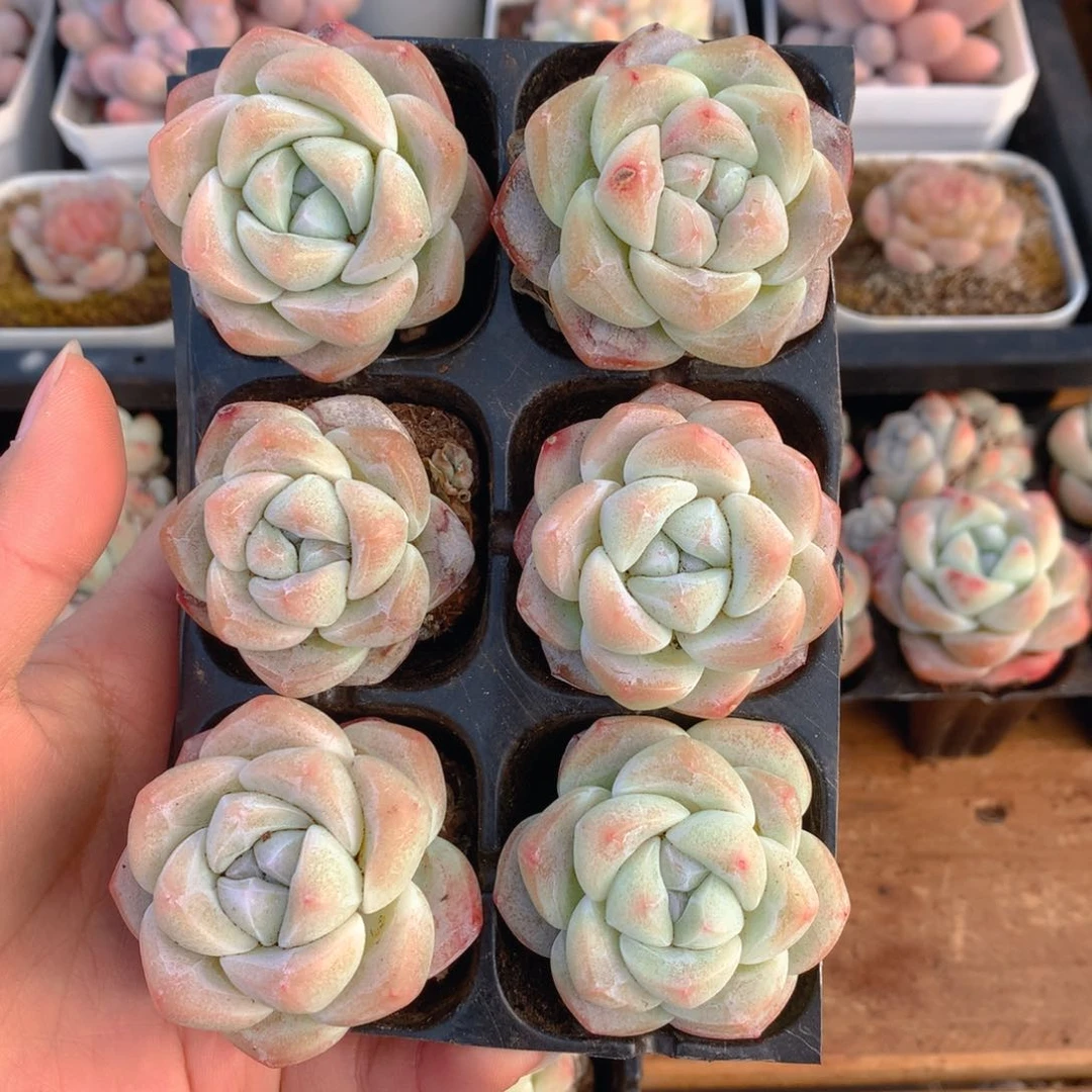 精品冰玉单头组合一物一拍