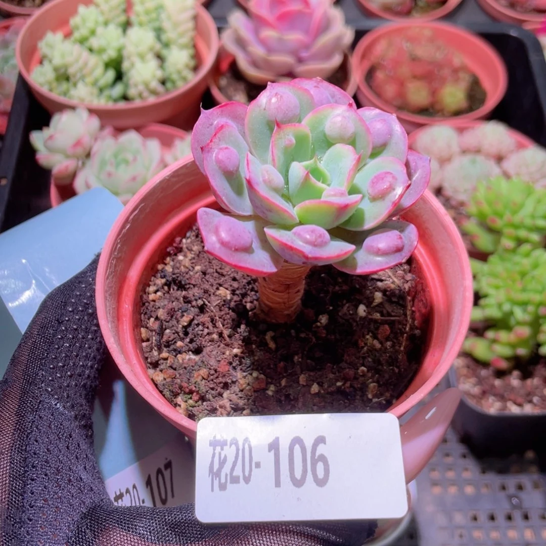 花利美20-106雨滴