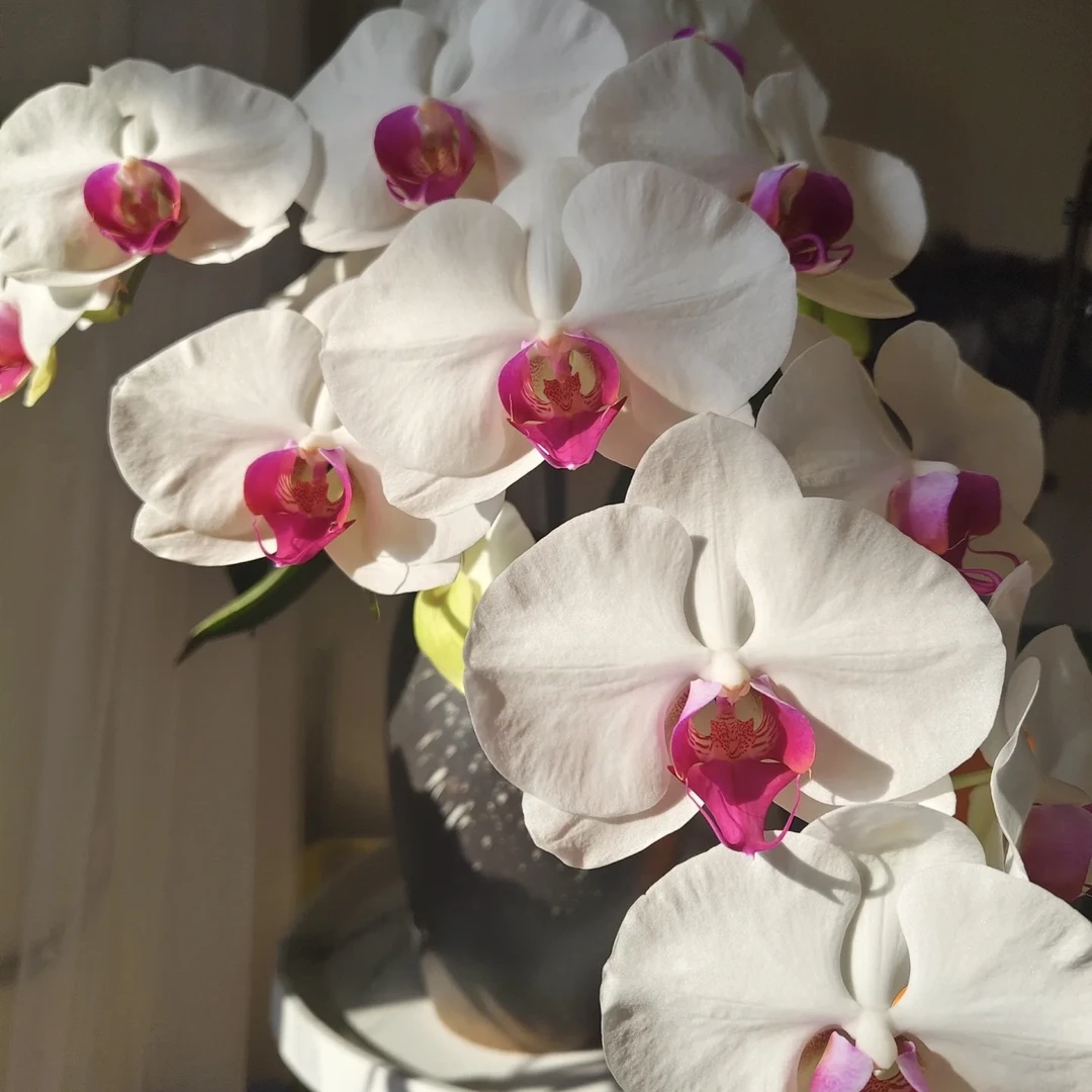 植趣花卉【白花红心】叶片微瑕3.5寸出剑苗 剪过自然梗叶损不售后