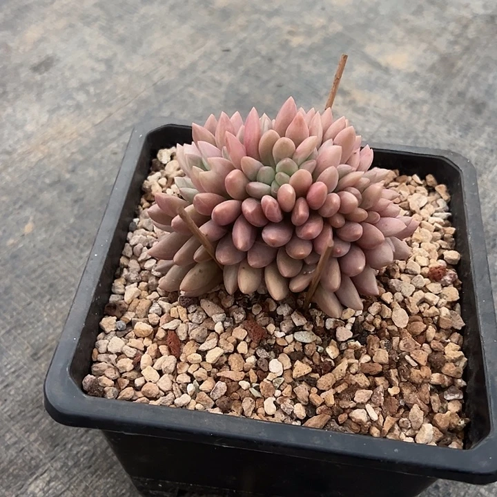 找寻你的足迹的桃花源厚腿树寄养