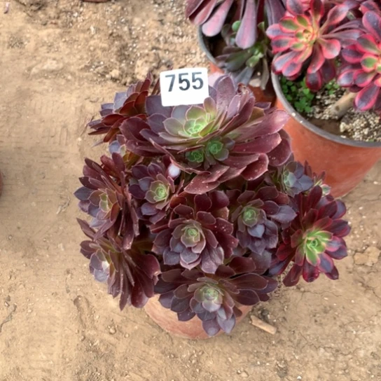 755法师多头植物系列