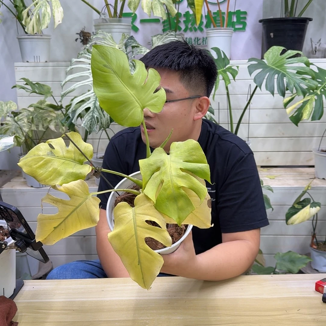 不开花植物全锦芝士C1