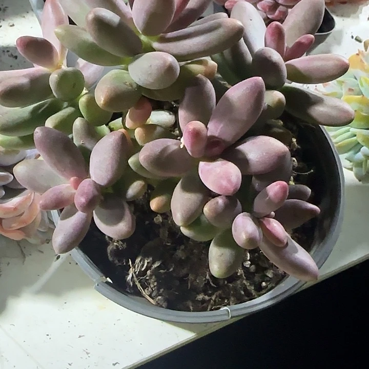 青蛙王子儿童牙膏11