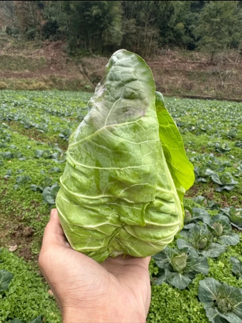 贵州高山露天种植牛心甘蓝牛心包菜现摘现发【纸箱装】