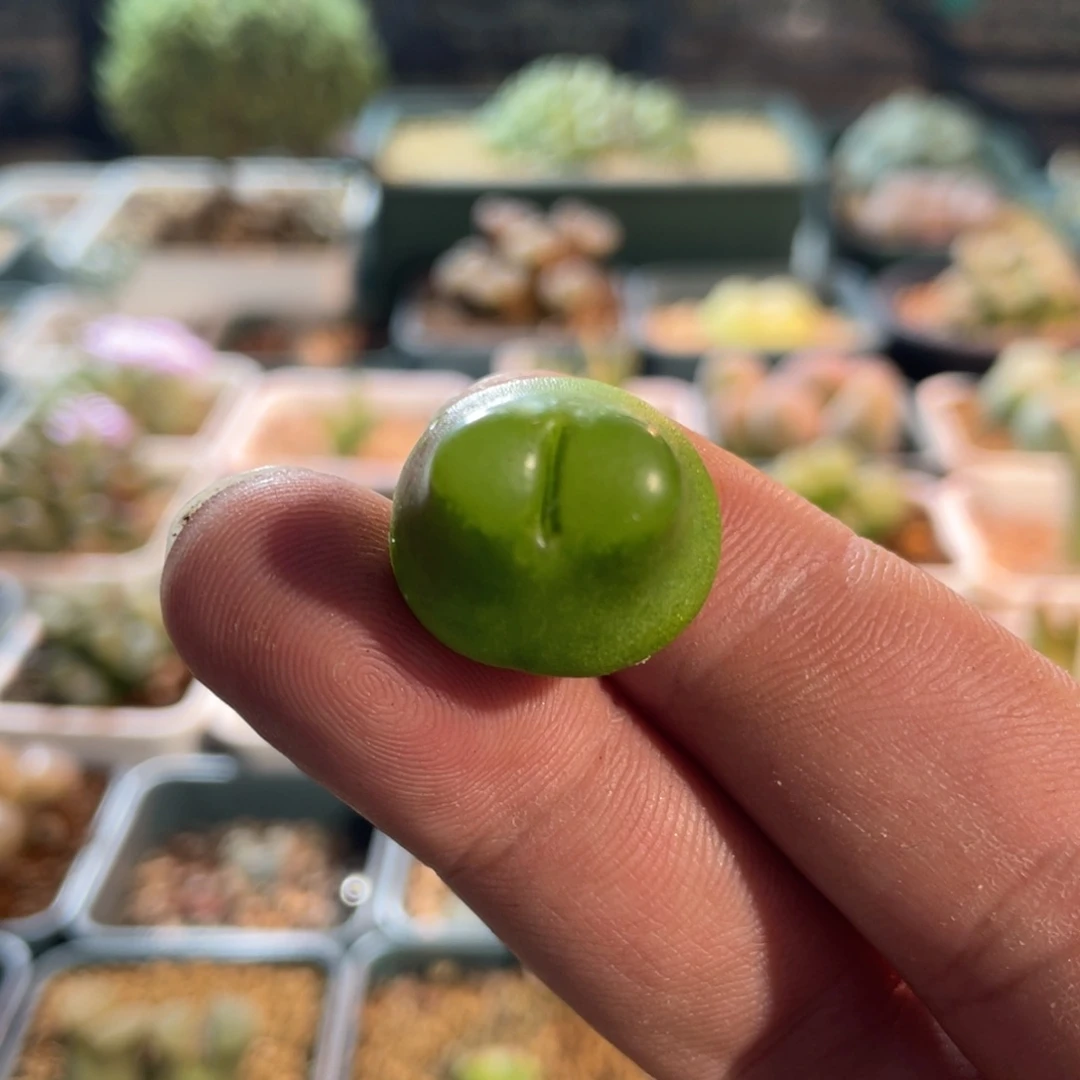 2cm雪茄植物一物一拍