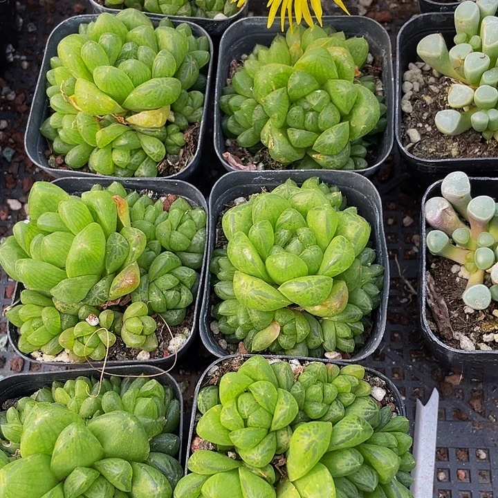 草玉露群带盆土发