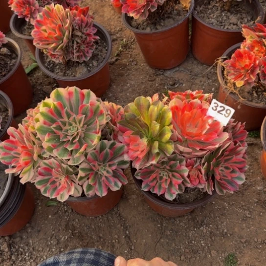 粉女巫2棵10号棚329