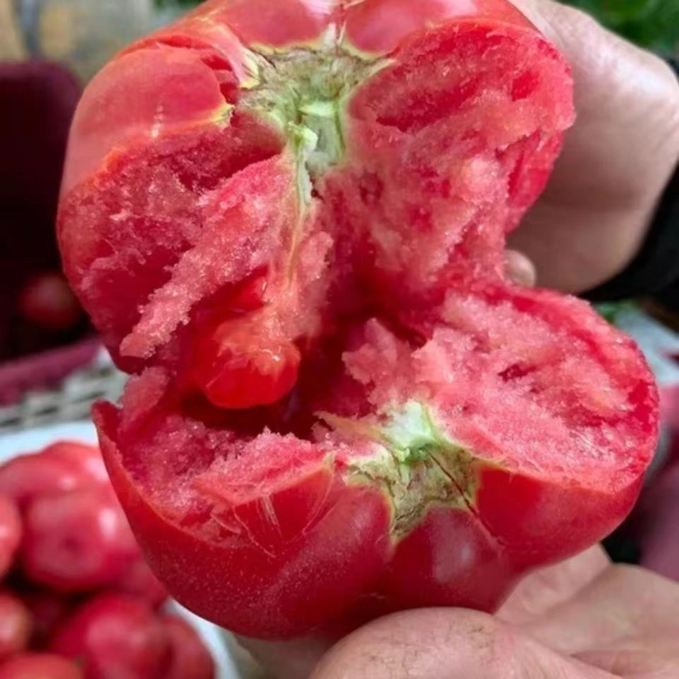云南露天种植沙瓤带籽西红柿产地现摘新鲜水果番茄