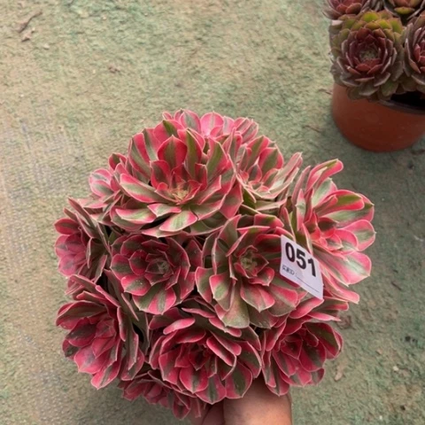蔚***蓝051粉女巫朵朵多肉,