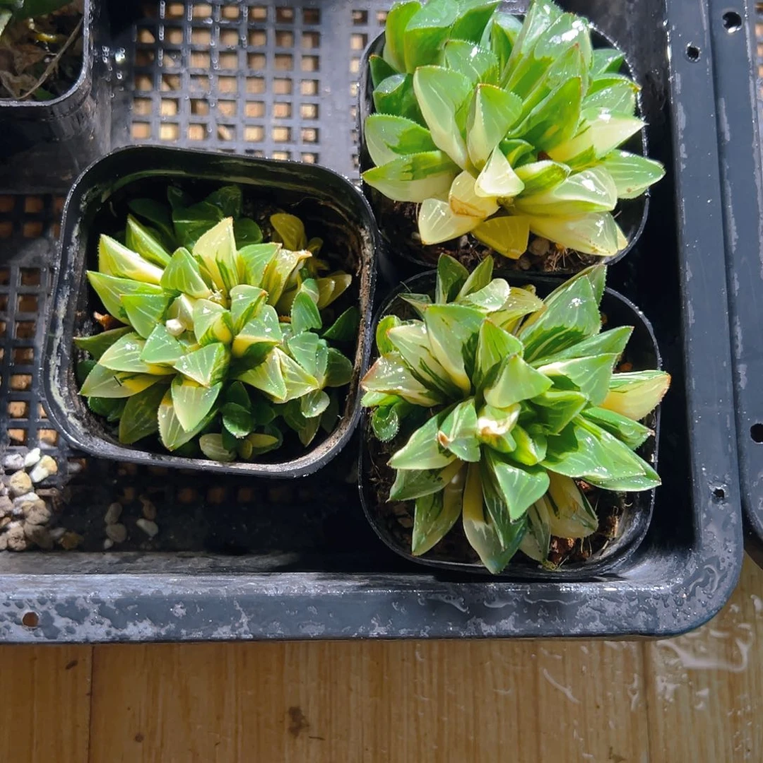 姬寿锦多肉多肉多肉多肉一颗