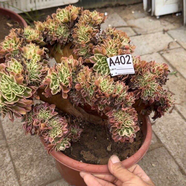 粉女巫法师锦缀化不包损402