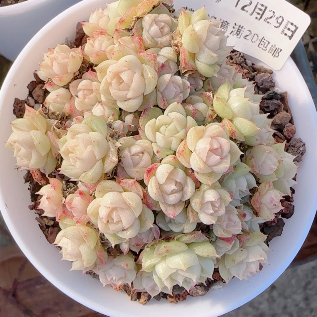 ****花语多肉1229-247散