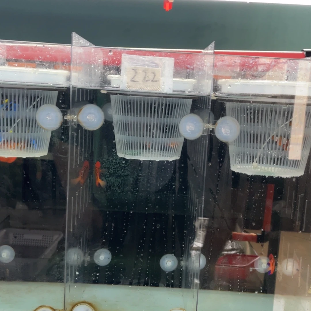 海水鱼火焰先一条顺丰包邮