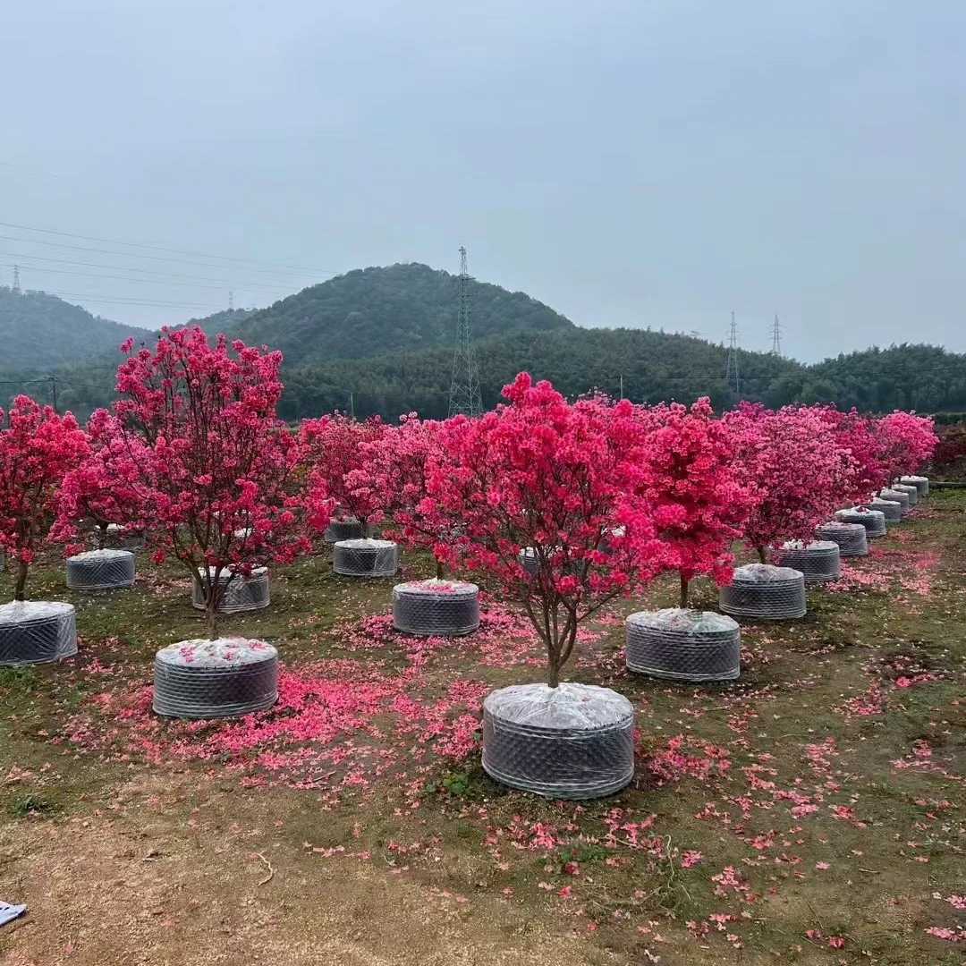 大别山映山红先花后叶 单杆 丛林