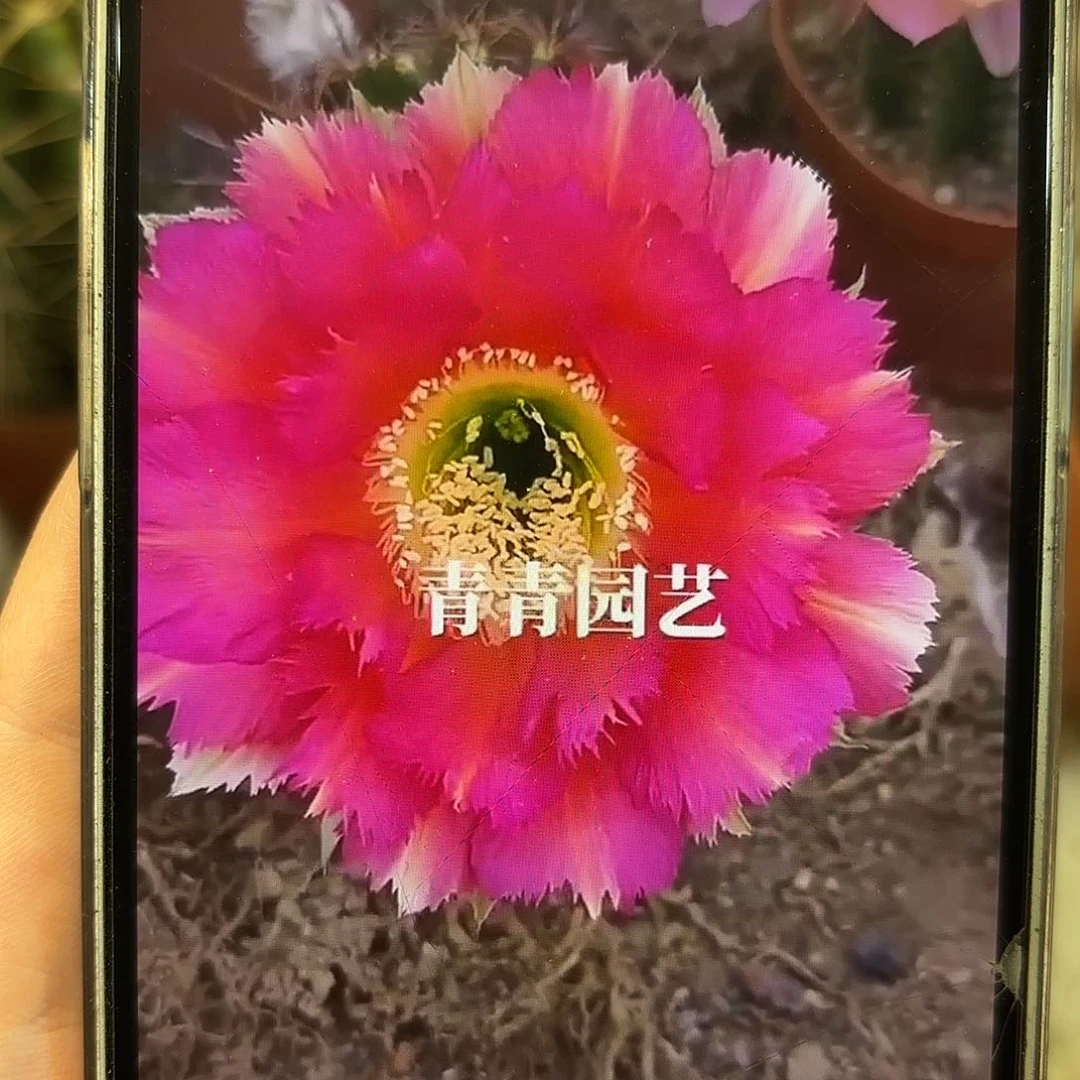 彩草1-2号6-6.5公分左右