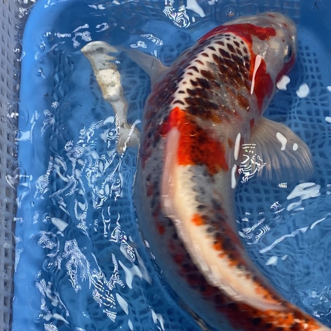 锦鲤冷水锦鲤包邮