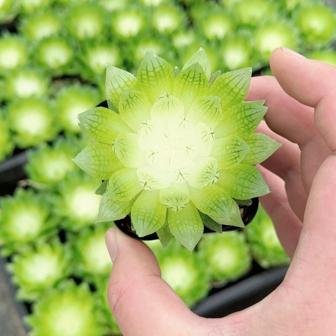 白莲花多肉植物一颗